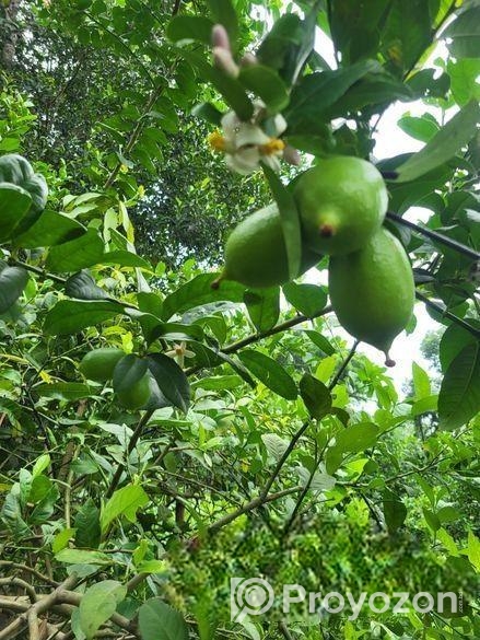 মুগ কালই কাতি কালাই, সিমের পিসি পাকড়া