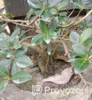 ফাইকাস বনসাই