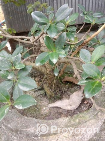 ফাইকাস বনসাই