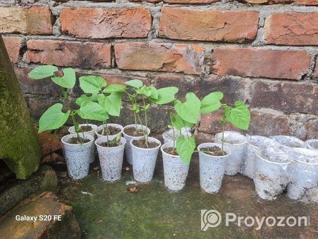 লাল সিম গাছ