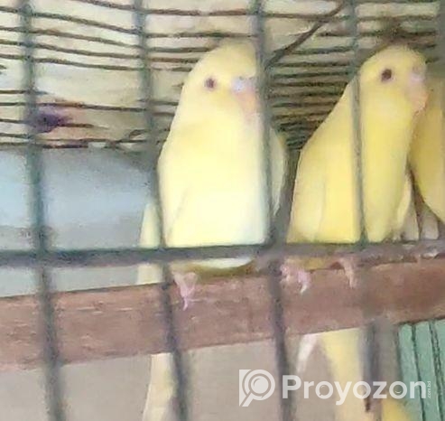 ১জোরা বাজিগার (লটিনো রেড আই)