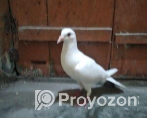 fitted-49_2025-08-02_12-02-52
