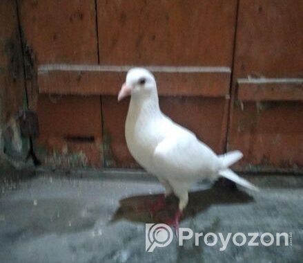 Homa Boro Zater 1ti