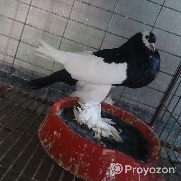 পোটার কবুতর