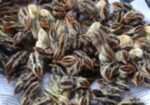 আরজিনাল দেশি মুরগির ১০ দিনের বাচ্চা ১০০পিছ