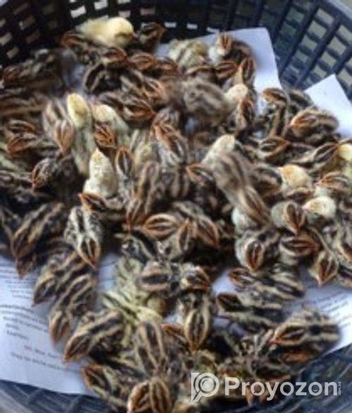 আরজিনাল দেশি মুরগির ১০ দিনের বাচ্চা ১০০পিছ