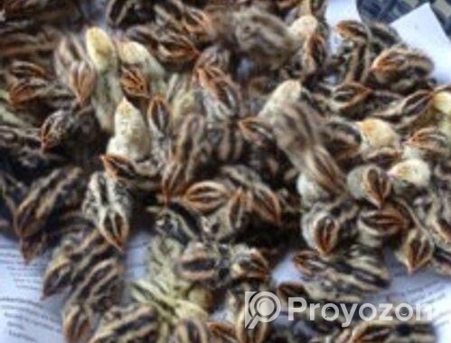 পাইকারি ও খুচরা হাস মুরগী কয়েল বিক্রি