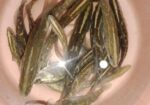 মাছের বাচ্চা