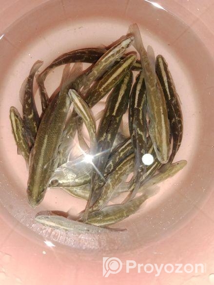 মাছের বাচ্চা