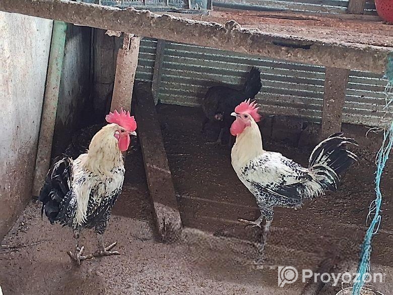 ফাওমি মোরগ ২ পিছ