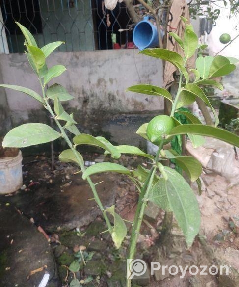 লেবু গাছ