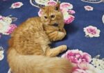 Persian Cat Sell Hobe