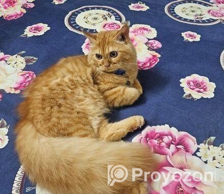 Persian Cat Sell Hobe