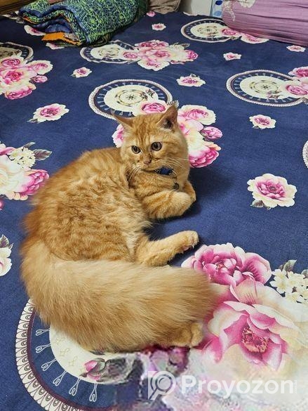 Persian Cat Sell Hobe