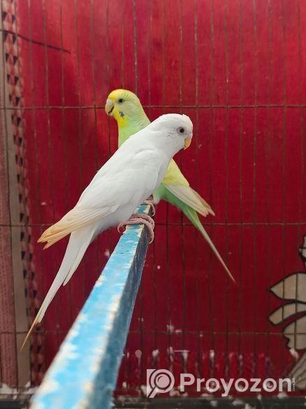 বাজরিগার পাখি (এডাল্ট ফিমেল)