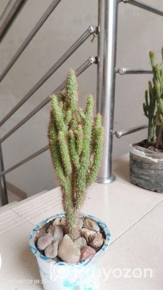 ক্যাকটাস গাছ