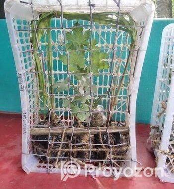 মিষ্টি আঙুর চারা