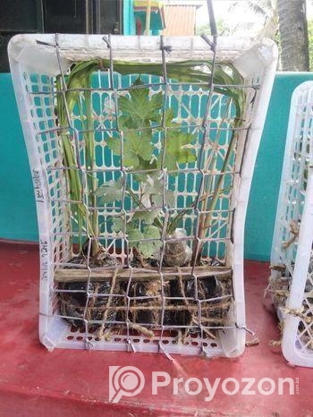 মিষ্টি আঙুর চারা