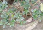 ফাইকাস বনসাই