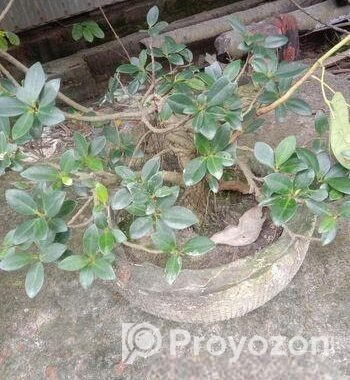 ফাইকাস বনসাই