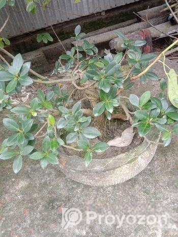 ফাইকাস বনসাই