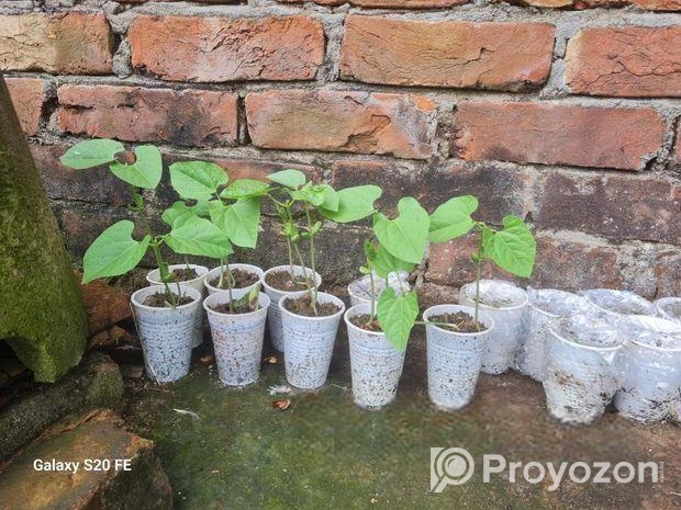 লাল সিম গাছ