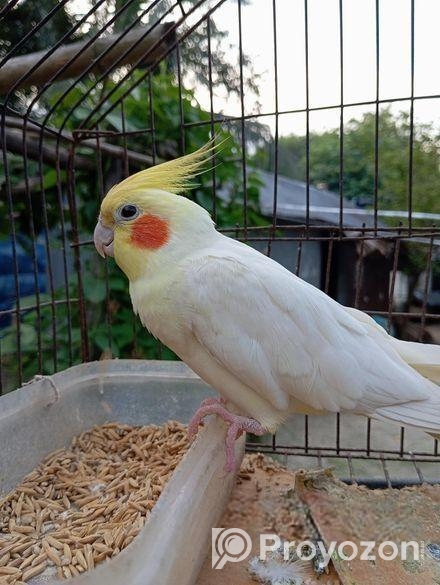 লুটিনা সাদা কোকাটেল পাখি