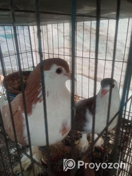 লাল কালো সিরাজী কবুতর বিক্রি হবে