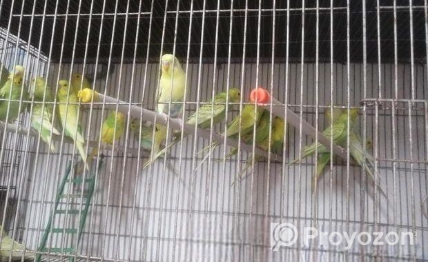 Bird for sell