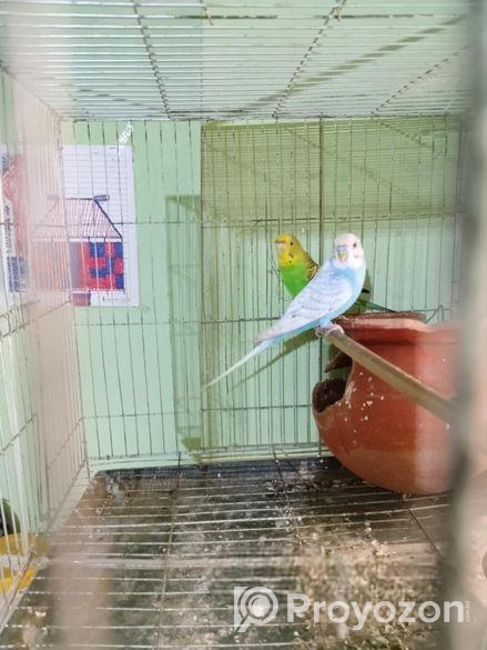 রানিং বাজিগর