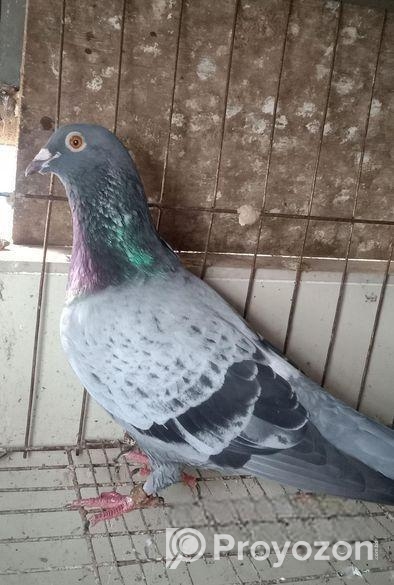 রেসার কবুতর