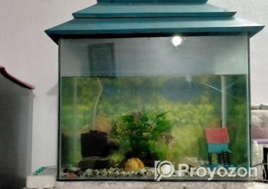 Aquarium Fish