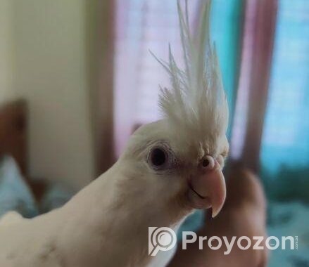 Albino Cokcatiel