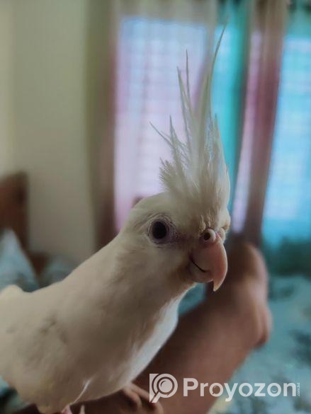Albino Cokcatiel