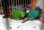 প্যারট ফিন্স Finch Ranning Pair