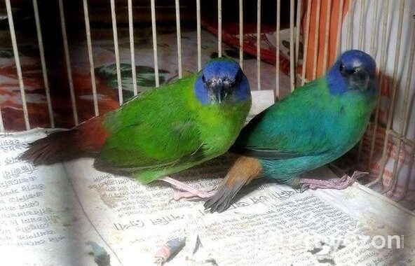 প্যারট ফিন্স Finch Ranning Pair