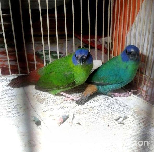 প্যারট ফিন্স Finch Ranning Pair