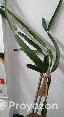 গাছ গুলো বিক্রি করবো।