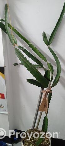 গাছ গুলো বিক্রি করবো।