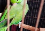 ইন্ডিয়ান রিংনেকটিয়া পাখি