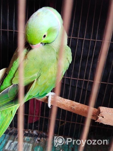 ইন্ডিয়ান রিংনেকটিয়া পাখি