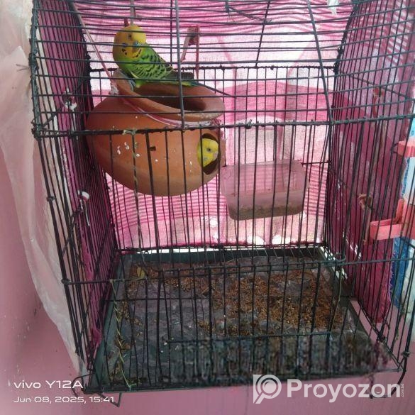 বাজিগর পাখিবাজিগর পাখি