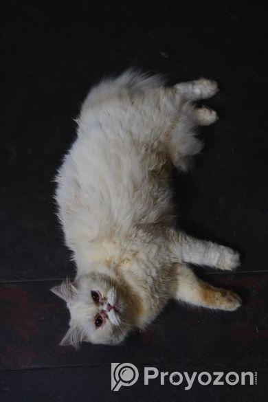 Adult Female And Male