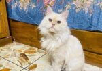 Pure Persian Male Adult Cat For Sell