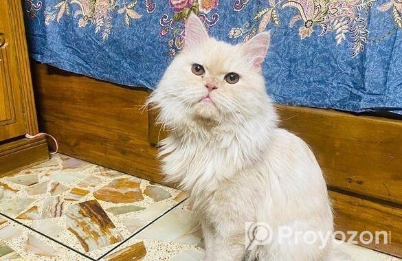 Pure Persian Male Adult Cat For Sell