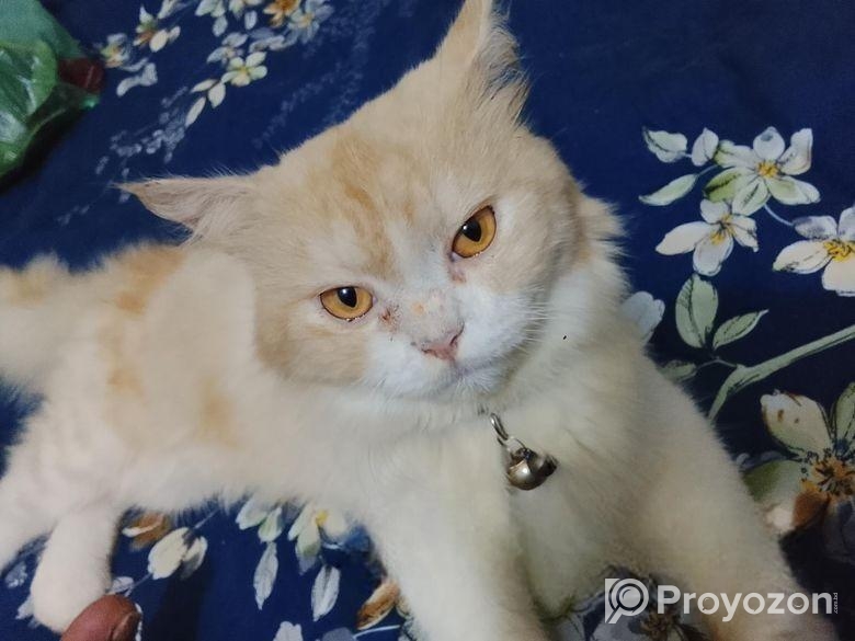 একটি পার্শিয়ান পোশা বিড়াল বিক্রি হবে।