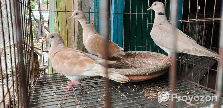 Eurisian Spotted Dove