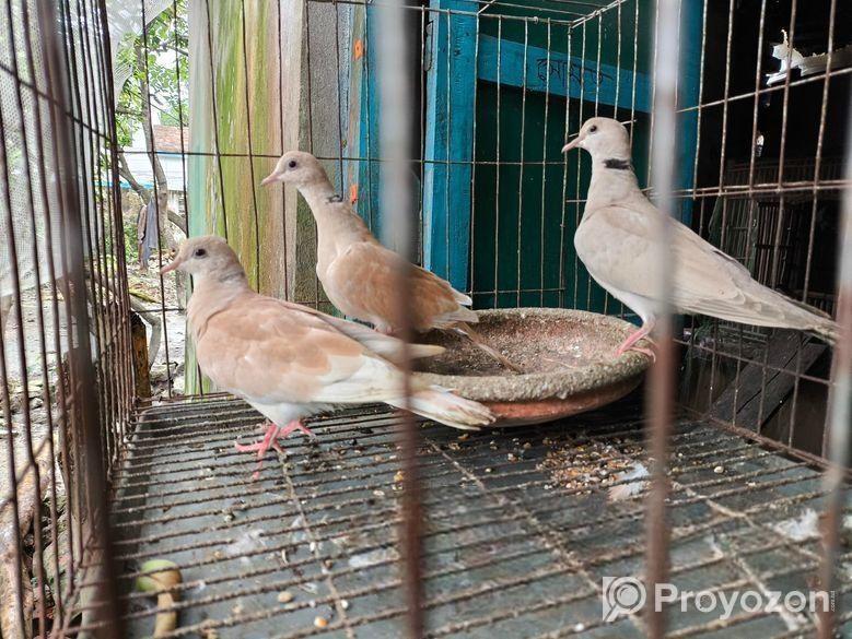Eurisian Spotted Dove