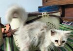 Persian Cat