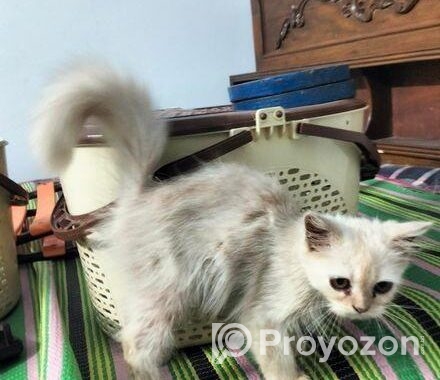 Persian Cat